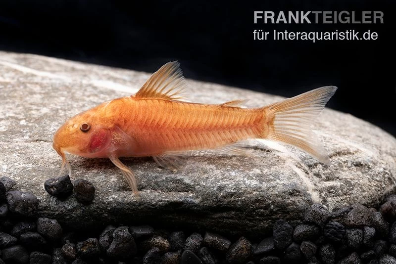 Oranger Schmerlenpanzerwels, Aspidoras sp. C125 orange, DNZ Oranger Schmerlenpanzerwels, Aspidoras Sp. C125 Orange, DNZ -Interaquaristik Verkäufe Oranger Schmerlenpanzerwels Aspidoras sp C125 orange 2