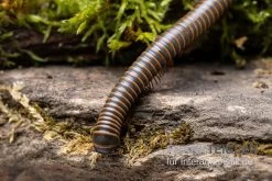 Oranger Tausendfüßer, Aulacobolus Sp. „Orange“