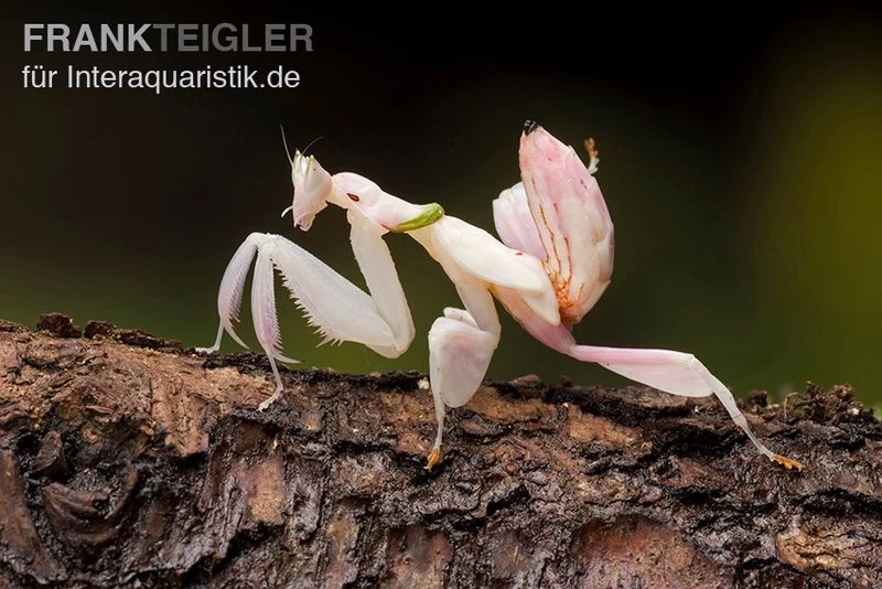 Orchideenmantis, Hymenopus coronatus Orchideenmantis, Hymenopus Coronatus -Interaquaristik Verkäufe Orchideenmantis Hymenopus coronatus 3