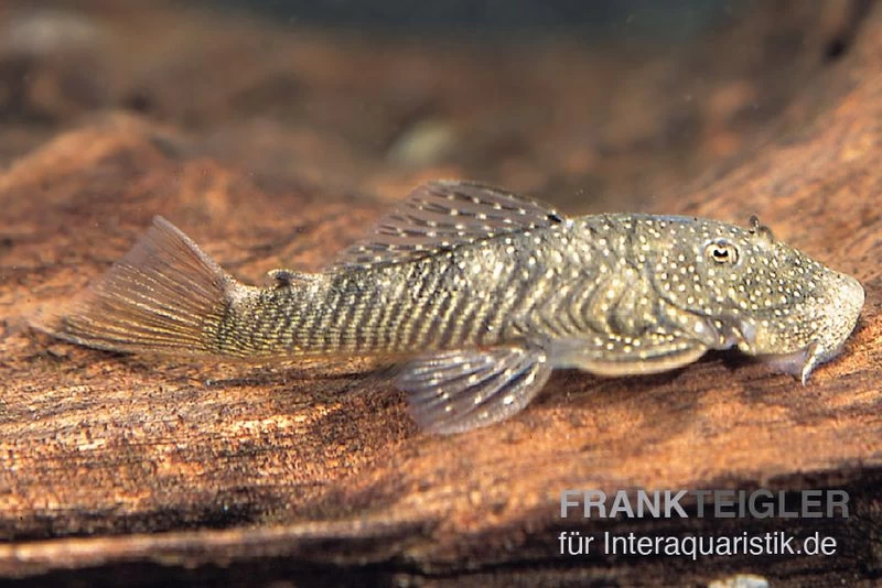 Orinoco-Cheatostoma, Chaetostoma pearsei "L187" Orinoco-Cheatostoma, Chaetostoma Pearsei "L187" -Interaquaristik Verkäufe Orinoco Cheatostoma Chaetostoma pearsei L187 1