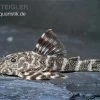 Orinoko Zwergschilderwels, L 202, Peckoltia Lineola -Interaquaristik Verkäufe Orinoko Zwergschilderwels L 202 Peckoltia lineola
