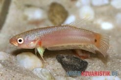 Pallifina-Kampffisch, Betta Pallifina, Paarweise -Interaquaristik Verkäufe Pallifina Kampffisch Betta pallifina 3