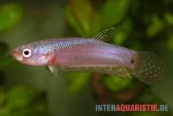 Pallifina-Kampffisch, Betta Pallifina, Paarweise -Interaquaristik Verkäufe Pallifina Kampffisch Betta pallifina 4