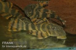 Harnischwels, L397, Panaqolus Sp. -Interaquaristik Verkäufe Panaquolus L397