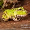 Pazifischer Hornfrosch, Ceratophrys Stolzmanni -Interaquaristik Verkäufe Pazifischer Hornfrosch Ceratophrys stolzmanni 1