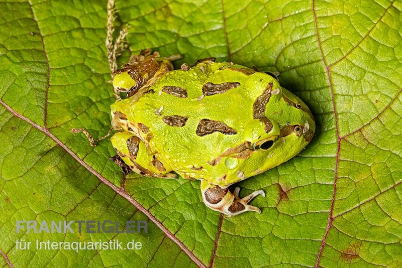 Pazifischer Hornfrosch, Ceratophrys stolzmanni Pazifischer Hornfrosch, Ceratophrys Stolzmanni -Interaquaristik Verkäufe Pazifischer Hornfrosch Ceratophrys stolzmanni 3