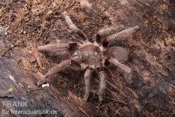 Kenia-Riesenvogelspinne, Pelinobius Muticus XL -Interaquaristik Verkäufe Pelinobius muticus 10