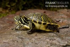Penisula-Schmuckschildkröte, Pseudemys Peninsularis