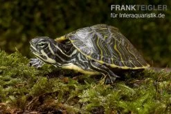 Penisula-Schmuckschildkröte, Pseudemys Peninsularis -Interaquaristik Verkäufe Penisula Schmuckschildkreote Pseudemys peninsularis 3