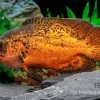 Pfauenaugenbuntbarsch "Smooth Red", Astronotus Ocellatus "Smooth Red" -Interaquaristik Verkäufe Pfauenaugenbuntbarsch Smooth Red Astronotus ocellatus 1