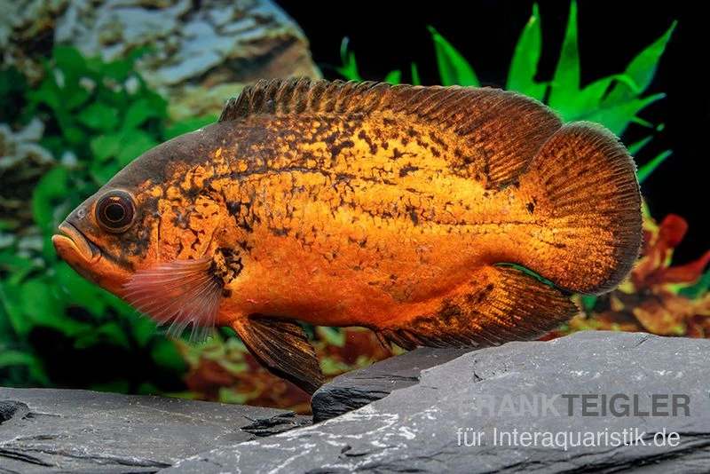 Pfauenaugenbuntbarsch "Smooth Red", Astronotus ocellatus "Smooth Red" Pfauenaugenbuntbarsch "Smooth Red", Astronotus Ocellatus "Smooth Red" -Interaquaristik Verkäufe Pfauenaugenbuntbarsch Smooth Red Astronotus ocellatus 1