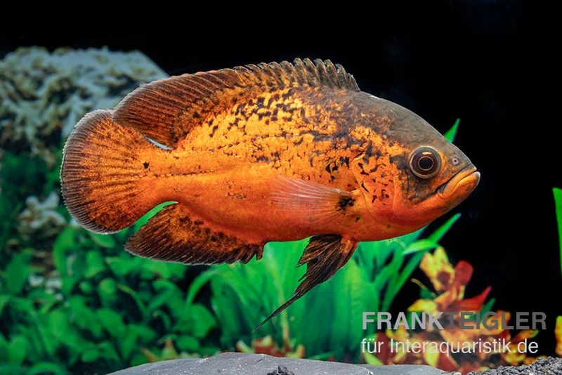 Pfauenaugenbuntbarsch "Smooth Red", Astronotus ocellatus "Smooth Red" Pfauenaugenbuntbarsch "Smooth Red", Astronotus Ocellatus "Smooth Red" -Interaquaristik Verkäufe Pfauenaugenbuntbarsch Smooth Red Astronotus ocellatus 2