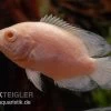 Albino Oscar, Pfauenaugenbuntbarsch, Astronotus Ocellatus