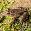 Pfützenfrosch, Phrynobatrachus Calcaratus -Interaquaristik Verkäufe Pfuetzenfrosch Phrynobatrachus calcaratus 11