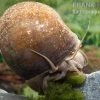 Afrikanische Riesen-Apfelschnecke, Pila Wernei -Interaquaristik Verkäufe Pila wernei 2a