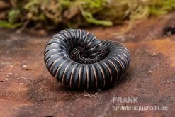 Pink Gestreifter Tausendfüßer, Odontostreptus Sjoestedti -Interaquaristik Verkäufe Pink gestreifter Tausendfuesser Odontostreptus sjoestedti 3