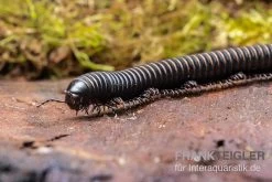 Pink Gestreifter Tausendfüßer, Odontostreptus Sjoestedti -Interaquaristik Verkäufe Pink gestreifter Tausendfuesser Odontostreptus sjoestedti 4