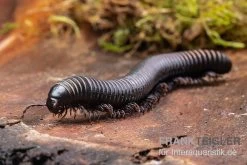 Pink Gestreifter Tausendfüßer, Odontostreptus Sjoestedti -Interaquaristik Verkäufe Pink gestreifter Tausendfuesser Odontostreptus sjoestedti 5