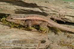 Pinkbauch-Stachelleguan, Sceloporus Variabilis