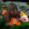 Plakat Kampffisch Fancy Color, Männchen, Betta Splendens -Interaquaristik Verkäufe Plakat Kampffisch Fancy Color Maennchen Betta splendens neu 1