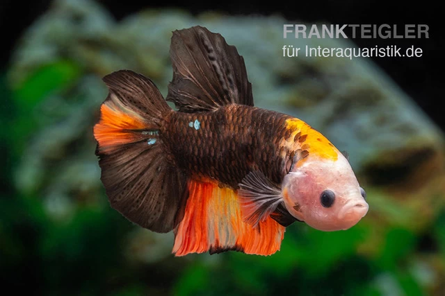 Plakat Kampffisch Fancy Color, Männchen, Betta splendens Plakat Kampffisch Fancy Color, Männchen, Betta Splendens -Interaquaristik Verkäufe Plakat Kampffisch Fancy Color Maennchen Betta splendens neu 1