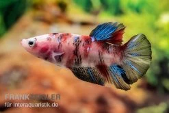 Plakat Kampffisch Koi, Männchen, Betta Splendens