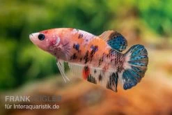 Plakat Kampffisch Koi, Männchen, Betta Splendens -Interaquaristik Verkäufe Plakat Kampffisch Koi Betta Plakat Koi Weibchen 2