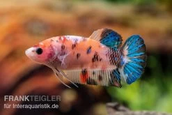 Plakat Kampffisch Koi, Männchen, Betta Splendens -Interaquaristik Verkäufe Plakat Kampffisch Koi Betta Plakat Koi Weibchen 3