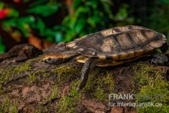 Plattschildkröte, Platemys Platycephala -Interaquaristik Verkäufe Plattschildkroete Platemys platycephala2