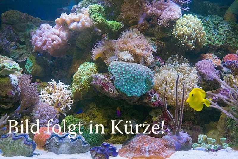 Goldene Seidenspinne, Nephila clavipes Goldene Seidenspinne, Nephila Clavipes -Interaquaristik Verkäufe Platzhalter 1