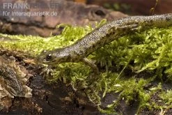 Spanischer Rippenmolch, Pleurodeles Waltl -Interaquaristik Verkäufe Pleurodeles waltl rippenmolch