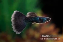 Black Tail Ribbon Guppy, Poecilia Reticulata