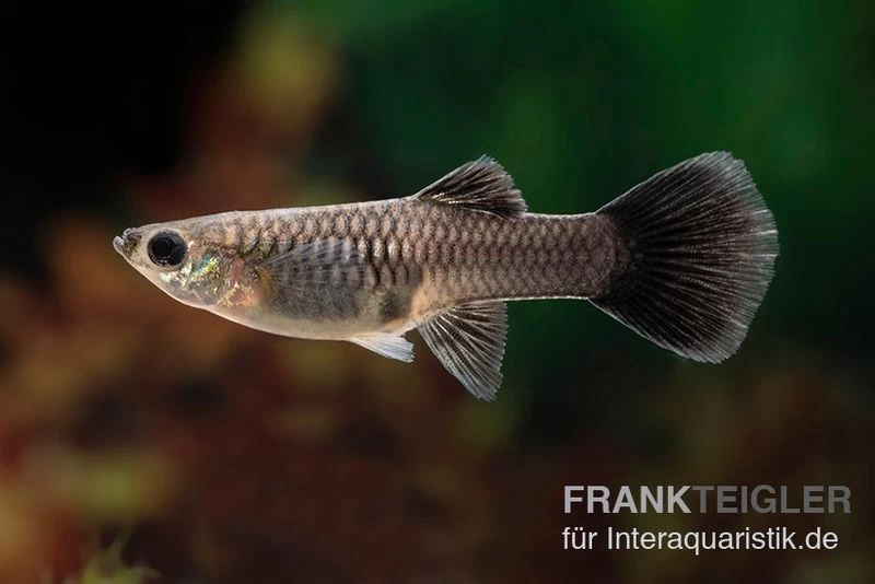 Black Tail Ribbon Guppy, Poecilia reticulata Black Tail Ribbon Guppy, Poecilia Reticulata -Interaquaristik Verkäufe Poecilia reticulata Black Tail Ribbon 7