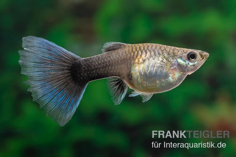 Blue Swallow Tail Guppy, Poecilia reticulata Blue Swallow Tail Guppy, Poecilia Reticulata -Interaquaristik Verkäufe Poecilia reticulata Blue swallow tail 15