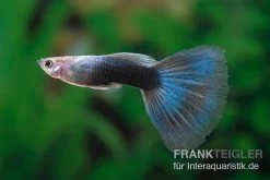 Blue Swallow Tail Guppy, Poecilia Reticulata