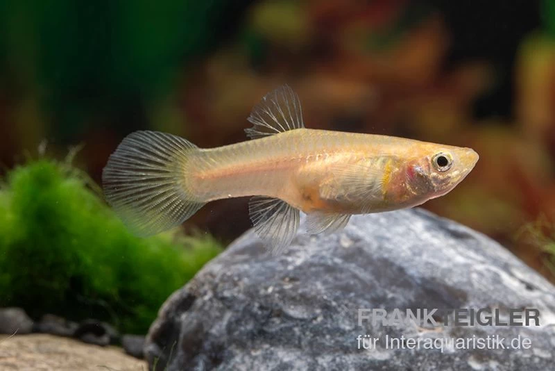 Golden Lace Sword Guppy, Poecilia reticulata Golden Lace Sword Guppy, Poecilia Reticulata -Interaquaristik Verkäufe Poecilia reticulata Golden Lace Sword