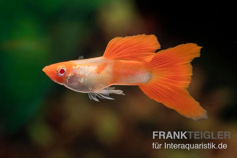 RREA Red Red-Crowned Tuxedo, Poecilia reticulata RREA Red Red-Crowned Tuxedo, Poecilia Reticulata -Interaquaristik Verkäufe Poecilia reticulata Red Red crowned tuxedo 2