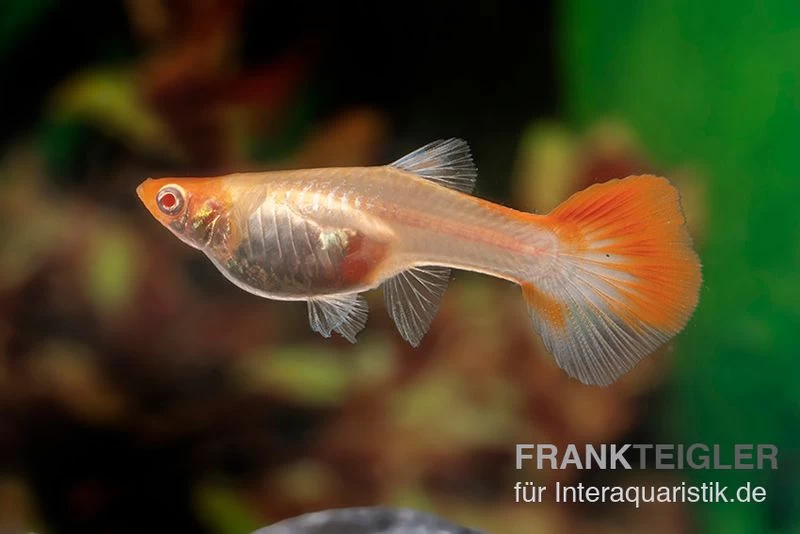 RREA Red Red-Crowned Tuxedo, Poecilia reticulata RREA Red Red-Crowned Tuxedo, Poecilia Reticulata -Interaquaristik Verkäufe Poecilia reticulata Red Red crowned tuxedo 9