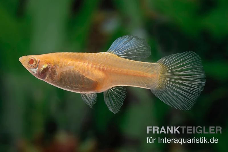 RREA Double Sword Endlers Guppy, Poecilia reticulata RREA Double Sword Endlers Guppy, Poecilia Reticulata -Interaquaristik Verkäufe Poecilia wingei RREA Double Sword 12