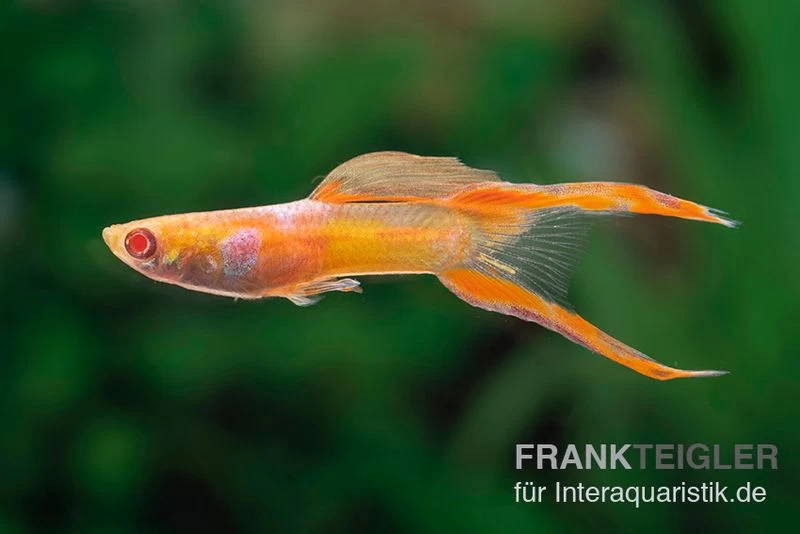 RREA Double Sword Endlers Guppy, Poecilia reticulata RREA Double Sword Endlers Guppy, Poecilia Reticulata -Interaquaristik Verkäufe Poecilia wingei RREA Double Sword 2