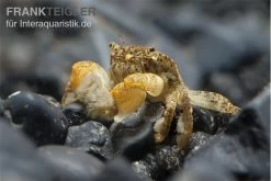 Pompomkrabbe, Ptychognathus Barbatus (Hongkong-Krabbe) -Interaquaristik Verkäufe Pompom krabbe