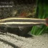 Prachtkopfsteher, Anostomus Anostomus -Interaquaristik Verkäufe Prachtkopfsteher Anostomus anostomus
