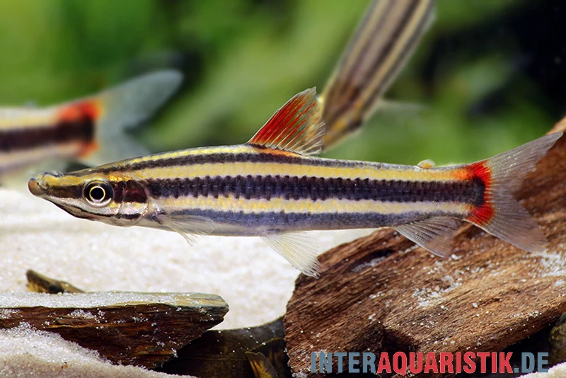 Prachtkopfsteher, Anostomus anostomus Prachtkopfsteher, Anostomus Anostomus -Interaquaristik Verkäufe Prachtkopfsteher Anostomus anostomus neu 1