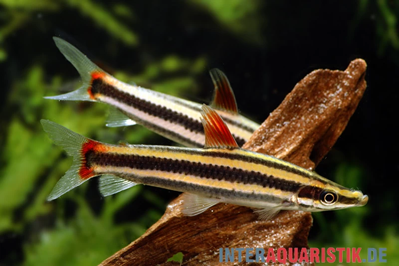 Prachtkopfsteher, Anostomus anostomus Prachtkopfsteher, Anostomus Anostomus -Interaquaristik Verkäufe Prachtkopfsteher Anostomus anostomus neu 2