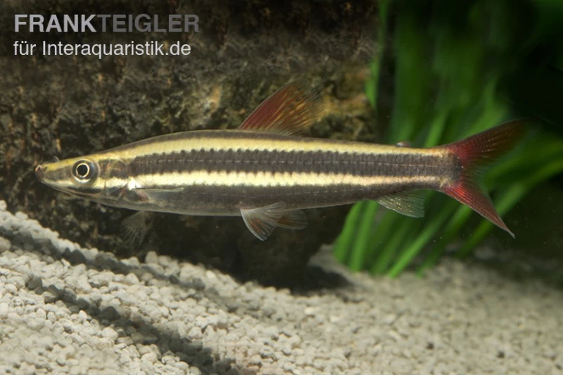 Prachtkopfsteher, Anostomus anostomus Prachtkopfsteher, Anostomus Anostomus -Interaquaristik Verkäufe Prachtkopfsteher Anostomus anostomus