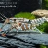 Maikäferkrebs, Procambarus Spiculifer -Interaquaristik Verkäufe Procambarus spiculifer 2