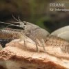 Flusskrebs, Procambarus Vasquezae -Interaquaristik Verkäufe Procambarus vasquezae 2