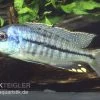 Protomelas Spilonotus "Mbenji", DNZ -Interaquaristik Verkäufe Protomelas spilonotus mbenji