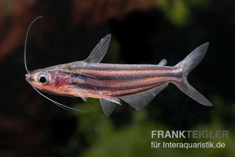 Zwerg-Haiwels, Pseudeutropius moolenburghae Zwerg-Haiwels, Pseudeutropius Moolenburghae -Interaquaristik Verkäufe Pseudeutropius moolenburghae 3