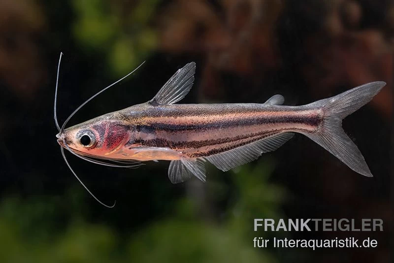 Zwerg-Haiwels, Pseudeutropius moolenburghae Zwerg-Haiwels, Pseudeutropius Moolenburghae -Interaquaristik Verkäufe Pseudeutropius moolenburghae 5